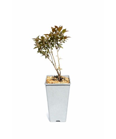 Kejda nádherná Weigela florida ‘Tango’ C2