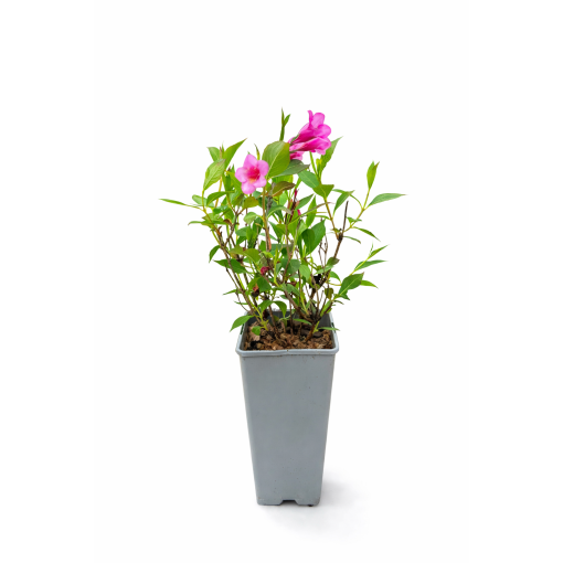 Weigela Weigela florida ‘Minuet’ C2