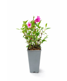 Weigela Weigela florida ‘Minuet’ C2