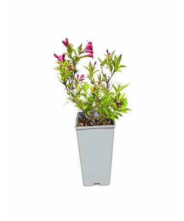 Weigela Weigela florida ‘Minuet’ C2