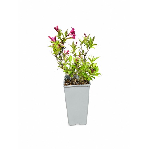 Weigela Weigela florida ‘Minuet’ C2
