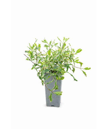 Zimolez Heckrottii Lonicera heckrottii ‘Variegata’ C2
