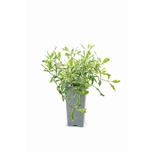 Zimolez Heckrottii Lonicera heckrottii ‘Variegata’ C2