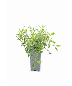 Zimolez Heckrottii Lonicera heckrottii ‘Variegata’ C2