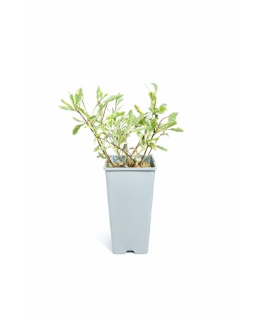 Zimolez Heckrottii Lonicera heckrottii ‘Variegata’ C2