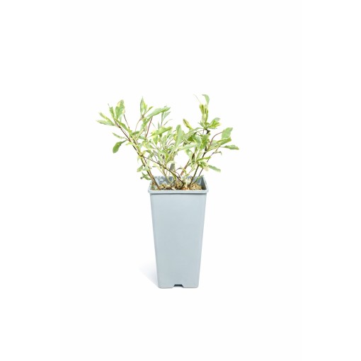 Zimolez Heckrottii Lonicera heckrottii ‘Variegata’ C2