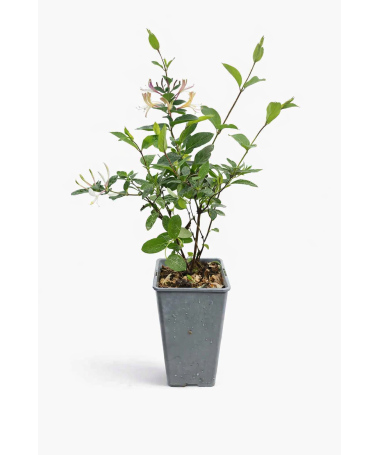 Japonský zimolez Lonicera japonica ‘American Beauty’ C2
