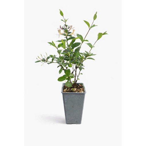 Japonský zimolez Lonicera japonica ‘American Beauty’ C2