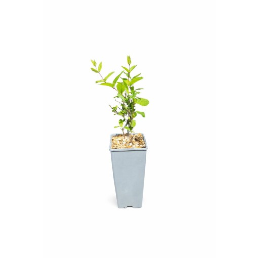 Japonský zimolez Lonicera japonica ‘American Beauty’ C2