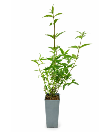 Buddleja ‘Purple Prince’ C2