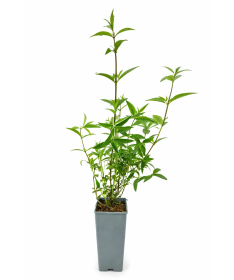 Buddleja ‘Purple Prince’ C2