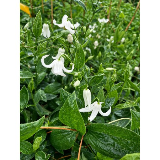 Clematis ‘Alba’ C4
