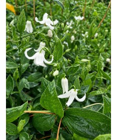 Clematis ‘Alba’ C4