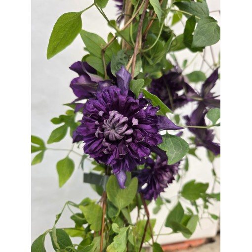 Clematis ‘Kokonoe’® C4
