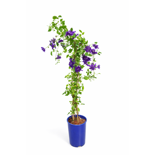 Clematis ‘Kokonoe’® C4