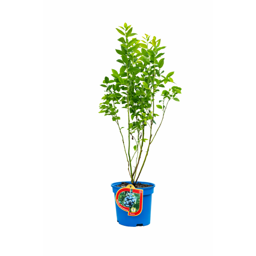 Kanadská borůvka ‘Bluetta’ 2,5L