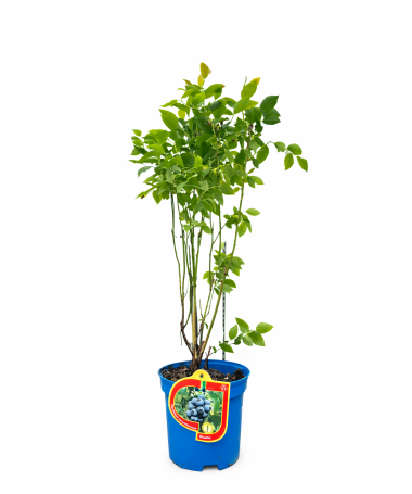 Kanadská borůvka ‘Bluetta’ 2,5L