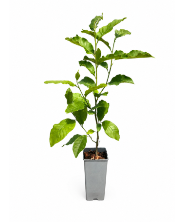 Magnolie ‘Ricki’ C2