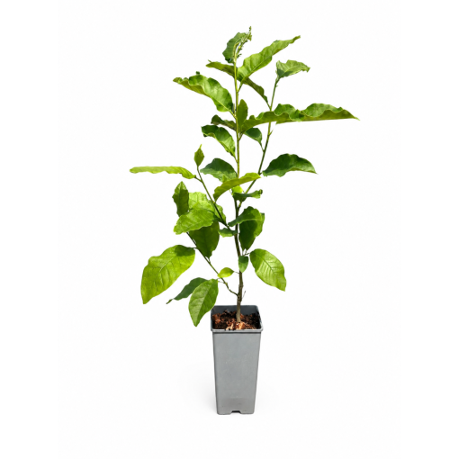 Magnolie ‘Ricki’ C2