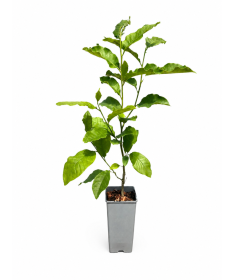 Magnolie ‘Ricki’ C2
