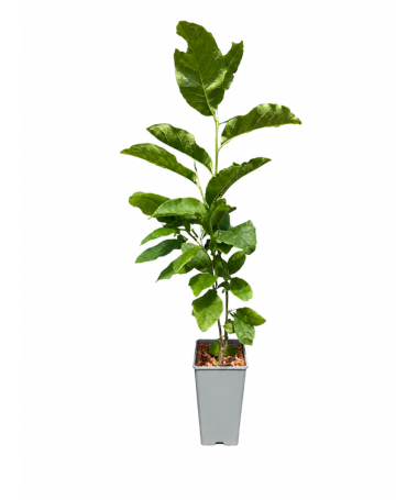 Magnolie ‘Ricki’ C2