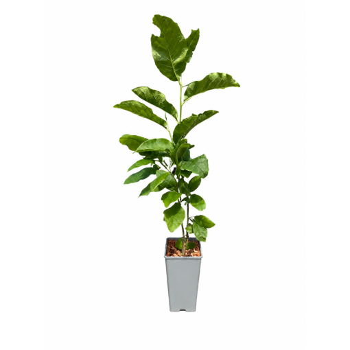 Magnolie ‘Ricki’ C2