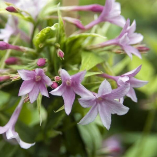 Stefanův jasmín, 2L květináč