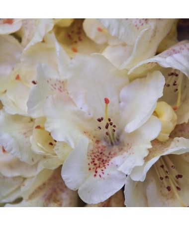 Rododendron (Azalka) 'Cream Crest' květináč, C4