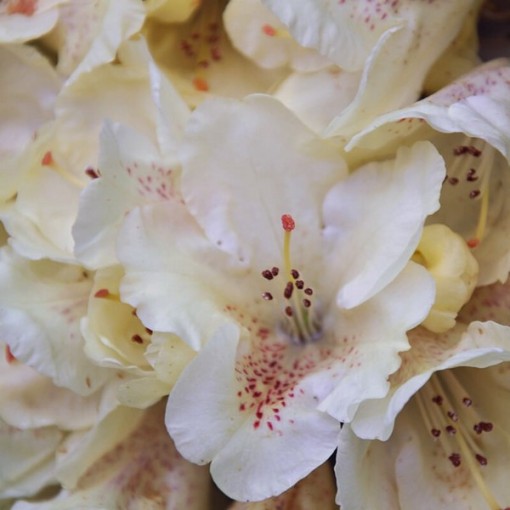 Rododendron (Azalka) 'Cream Crest' květináč, C4
