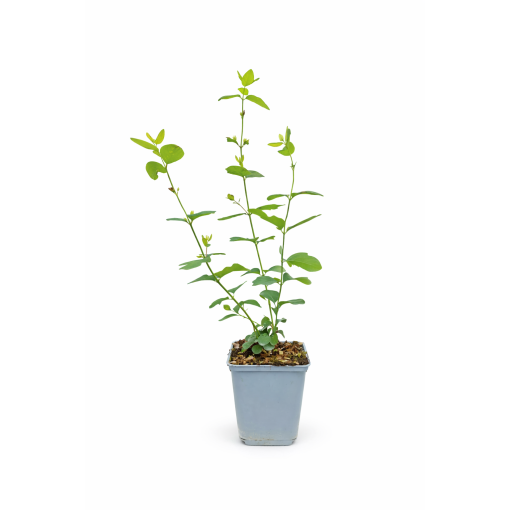 Pámelník Doorenbos ‘White Hedge’ P9/C1