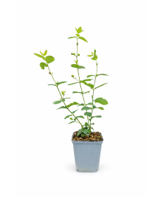 Pámelník Doorenbos ‘White Hedge’ P9/C1