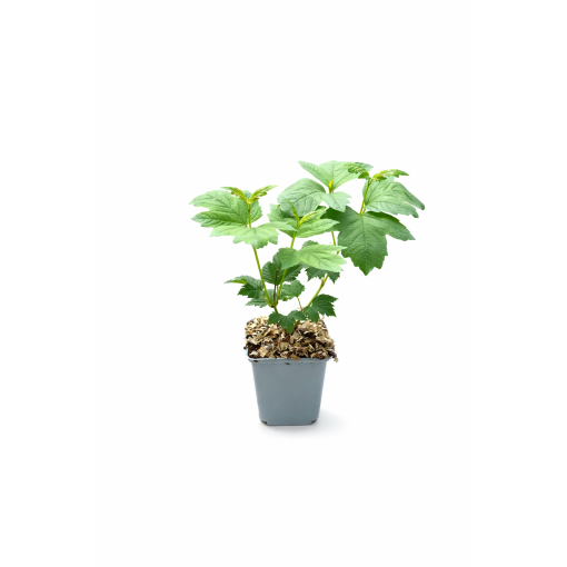 Kalina ‘Roseum’ P9/C1