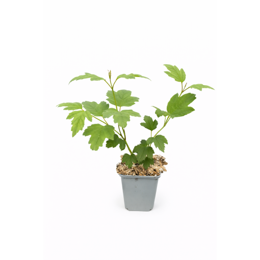 Kalina ‘Roseum’ P9/C1