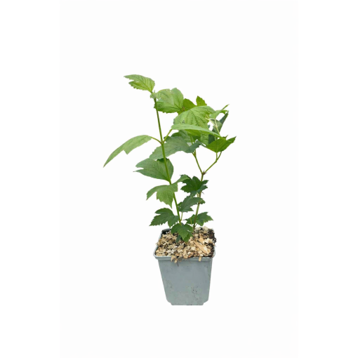 Kalina ‘Roseum’ P9/C1