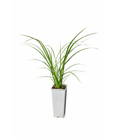 Rozchodnice japonská ‘Black Beauty’ C2