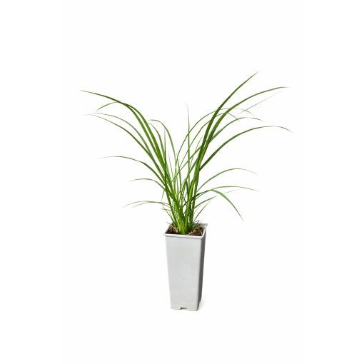 Rozchodnice japonská ‘Black Beauty’ C2