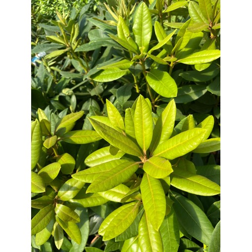Rododendron (Azalka) Lee’s Dark Purple C2