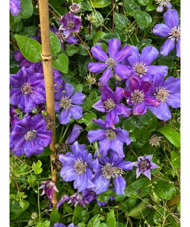 Clematis (velkokvětý) Ashva C4