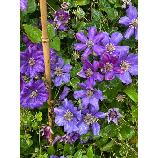 Clematis (velkokvětý) Ashva C4