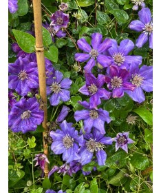 Clematis (velkokvětý) Ashva C4
