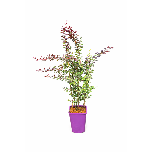 Dřišťál Thunbergův Atropurpurea Nana C6