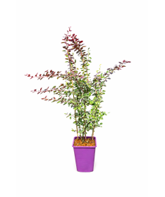 Dřišťál Thunbergův Atropurpurea Nana C6