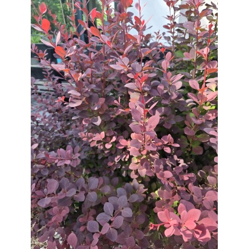 Dřišťál Thunbergův Atropurpurea Nana C6