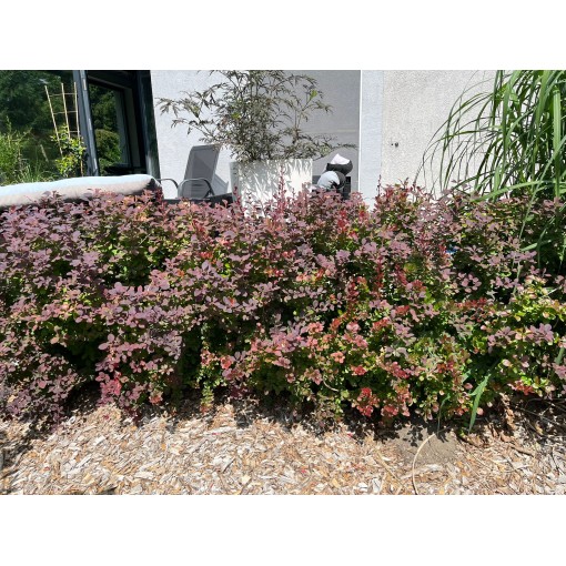 Dřišťál Thunbergův Atropurpurea Nana C6