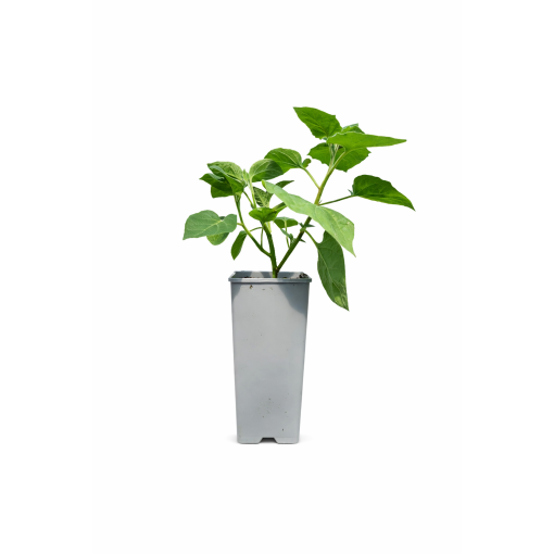 Physalis (Mořenka / Mochyně peruánská) C2