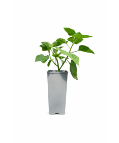 Physalis (Mořenka / Mochyně peruánská) C2