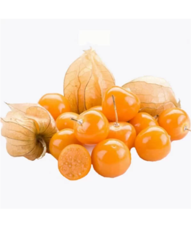 Physalis (Mořenka / Mochyně peruánská) C2