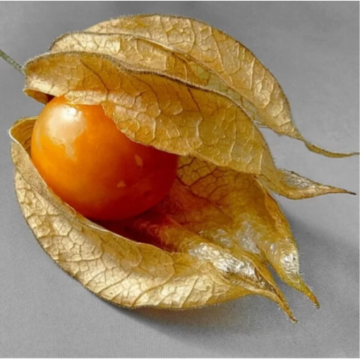 Physalis (Mořenka / Mochyně peruánská) C2