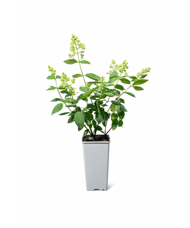 Hortenzie latnatá 'Kyushu' C2