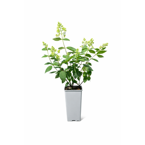 Hortenzie latnatá 'Kyushu' C2